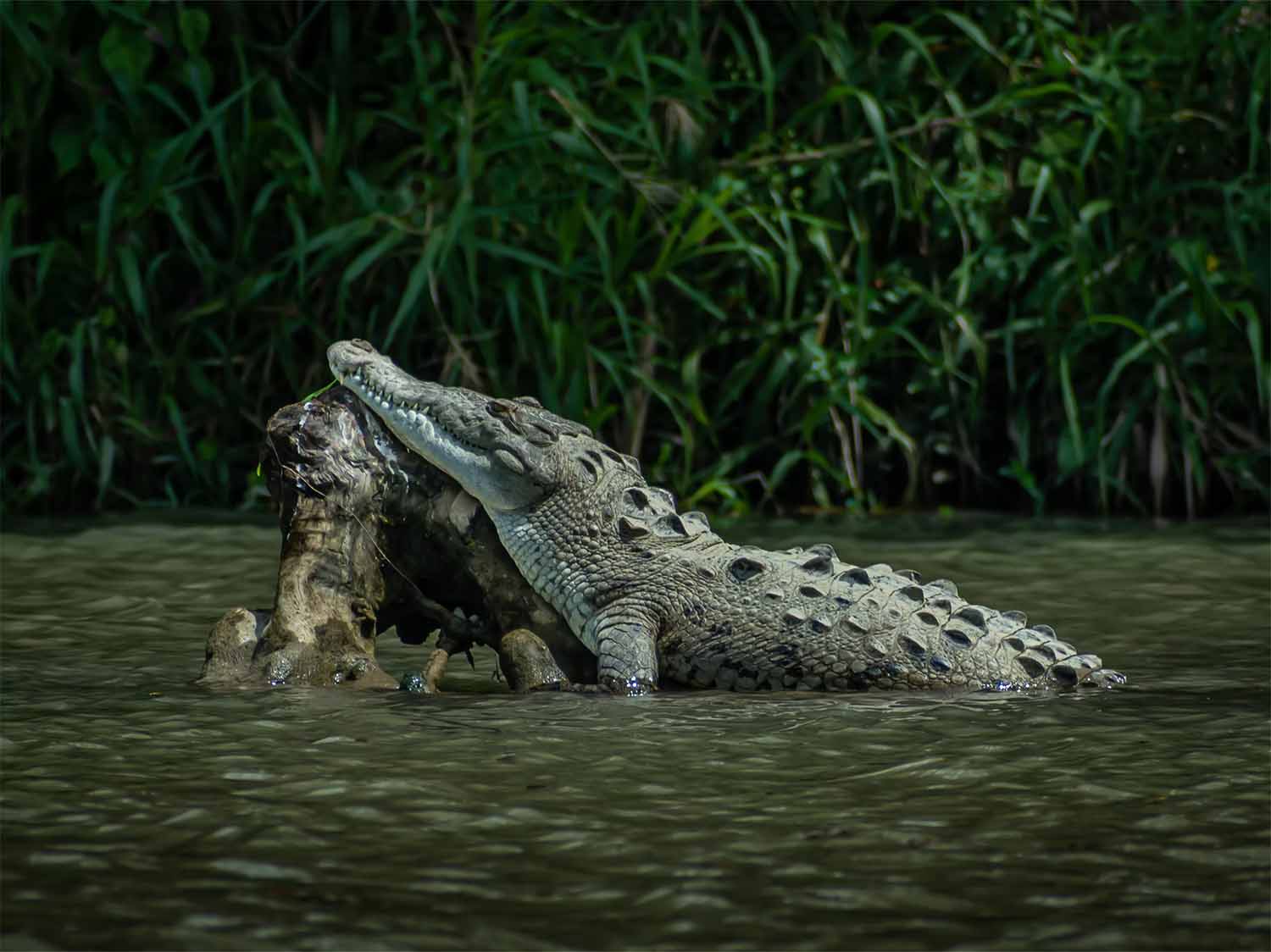 Tortuguero Canals